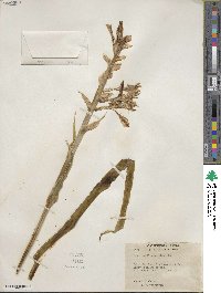 Hesperocallis undulata image