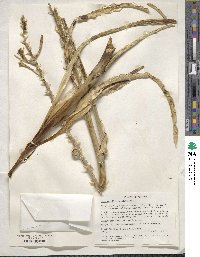 Hesperocallis undulata image