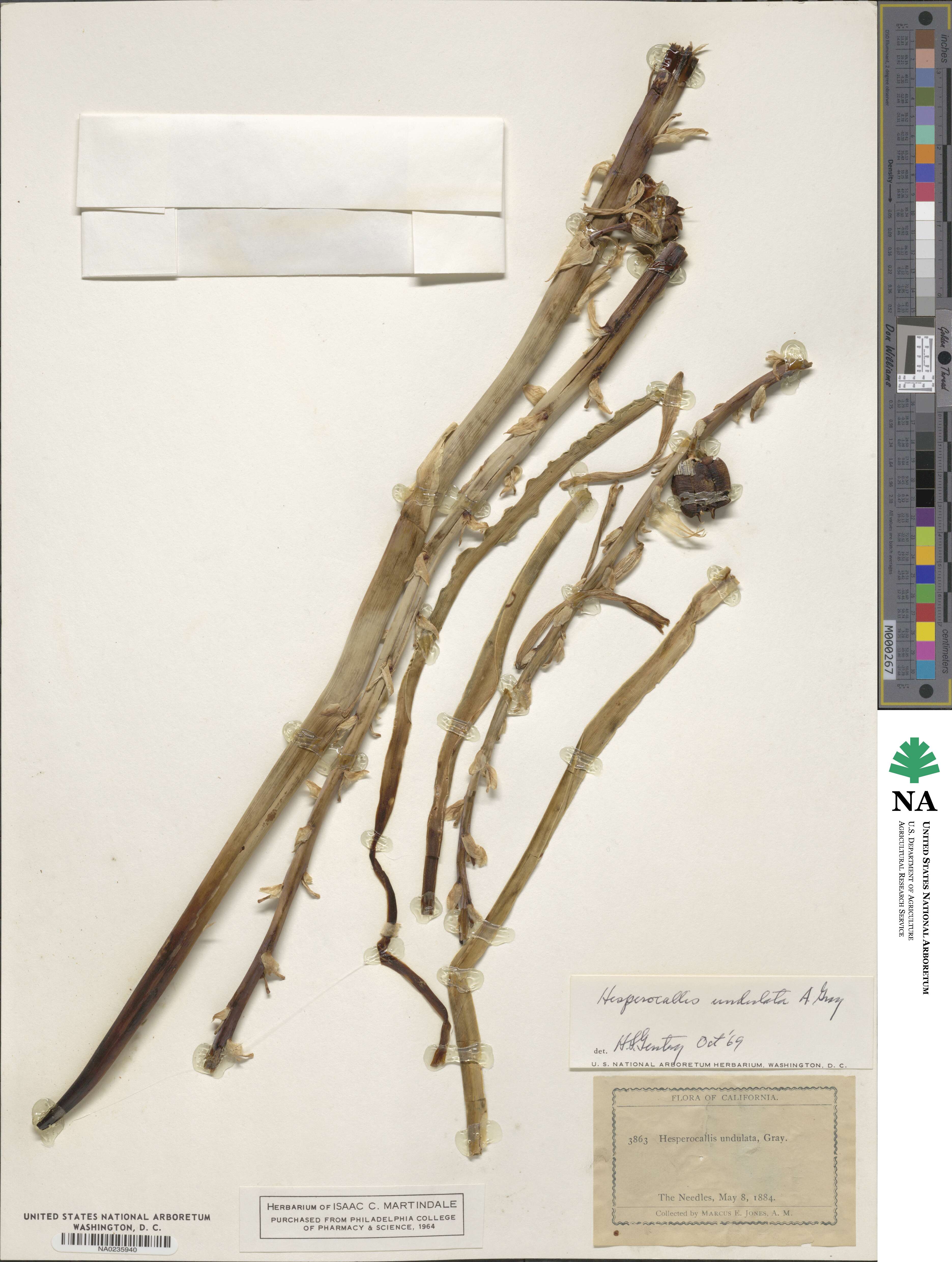 Hesperocallis undulata image