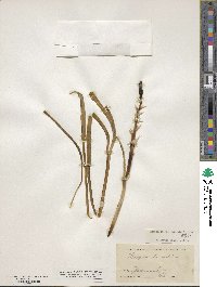 Hesperocallis undulata image