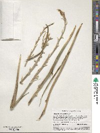 Hesperocallis undulata image