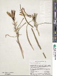 Hesperocallis undulata image