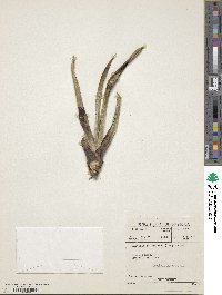 Image of Gasteria pulchra