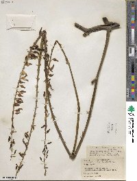 Image of Gasteria nitida