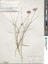 Sowerbaea laxiflora image