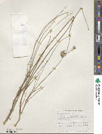 Sowerbaea laxiflora image