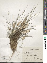 Image of Johnsonia pubescens