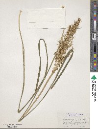 Lomandra longifolia image