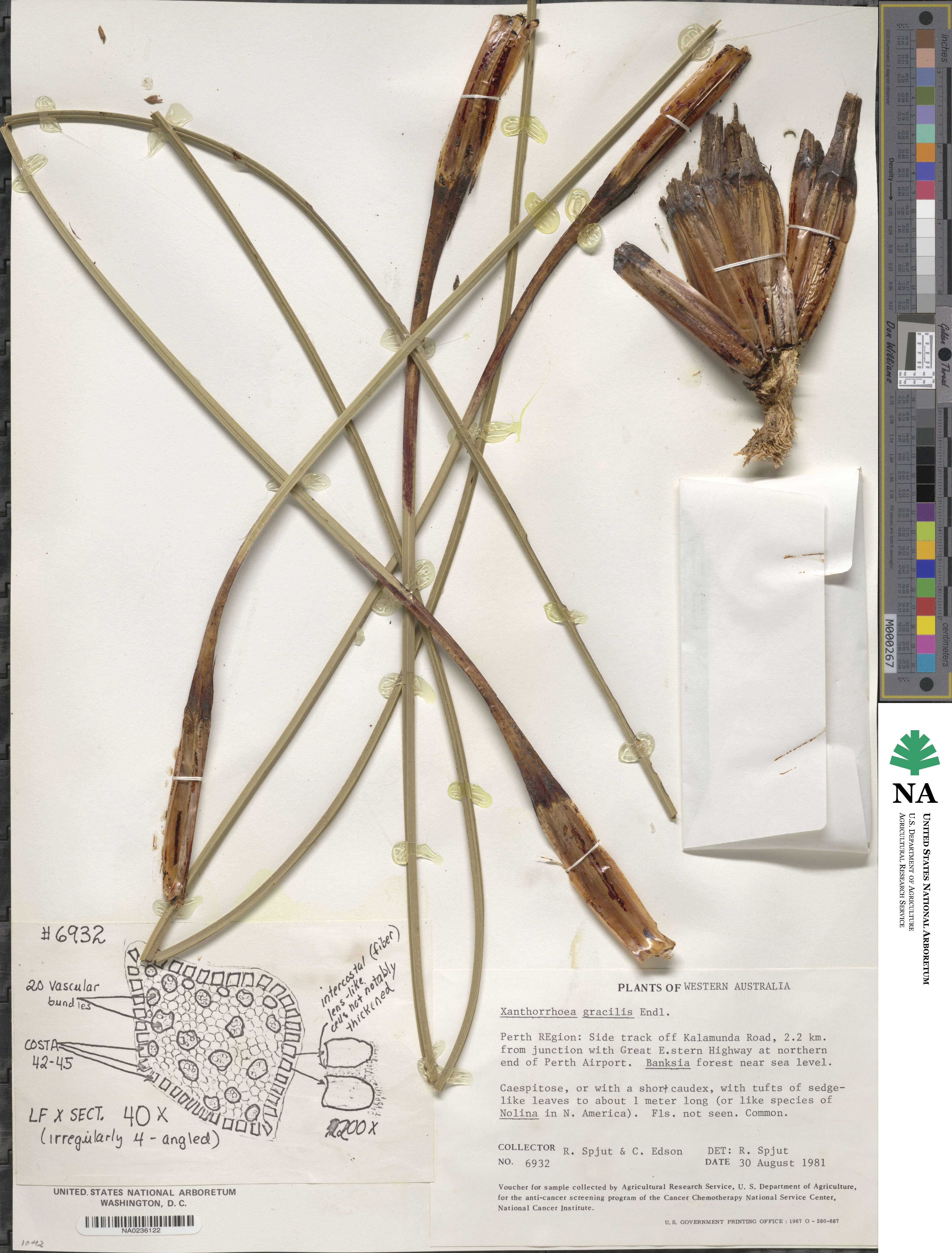 Xanthorrhoea gracilis image