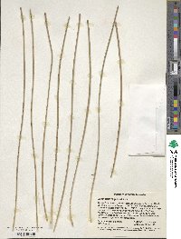 Xanthorrhoea preissii image