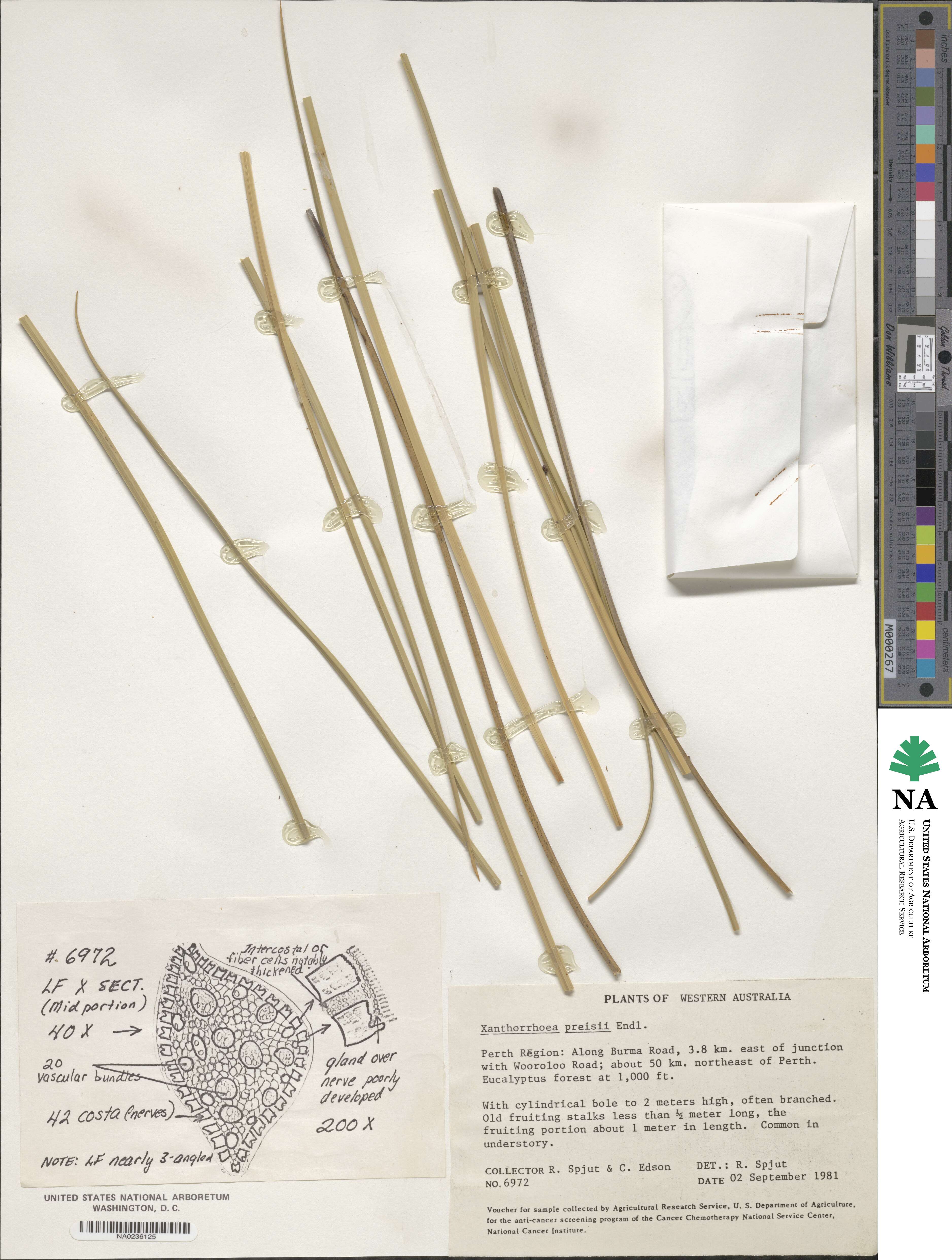 Xanthorrhoea preissii image