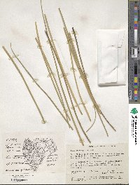 Xanthorrhoea preissii image