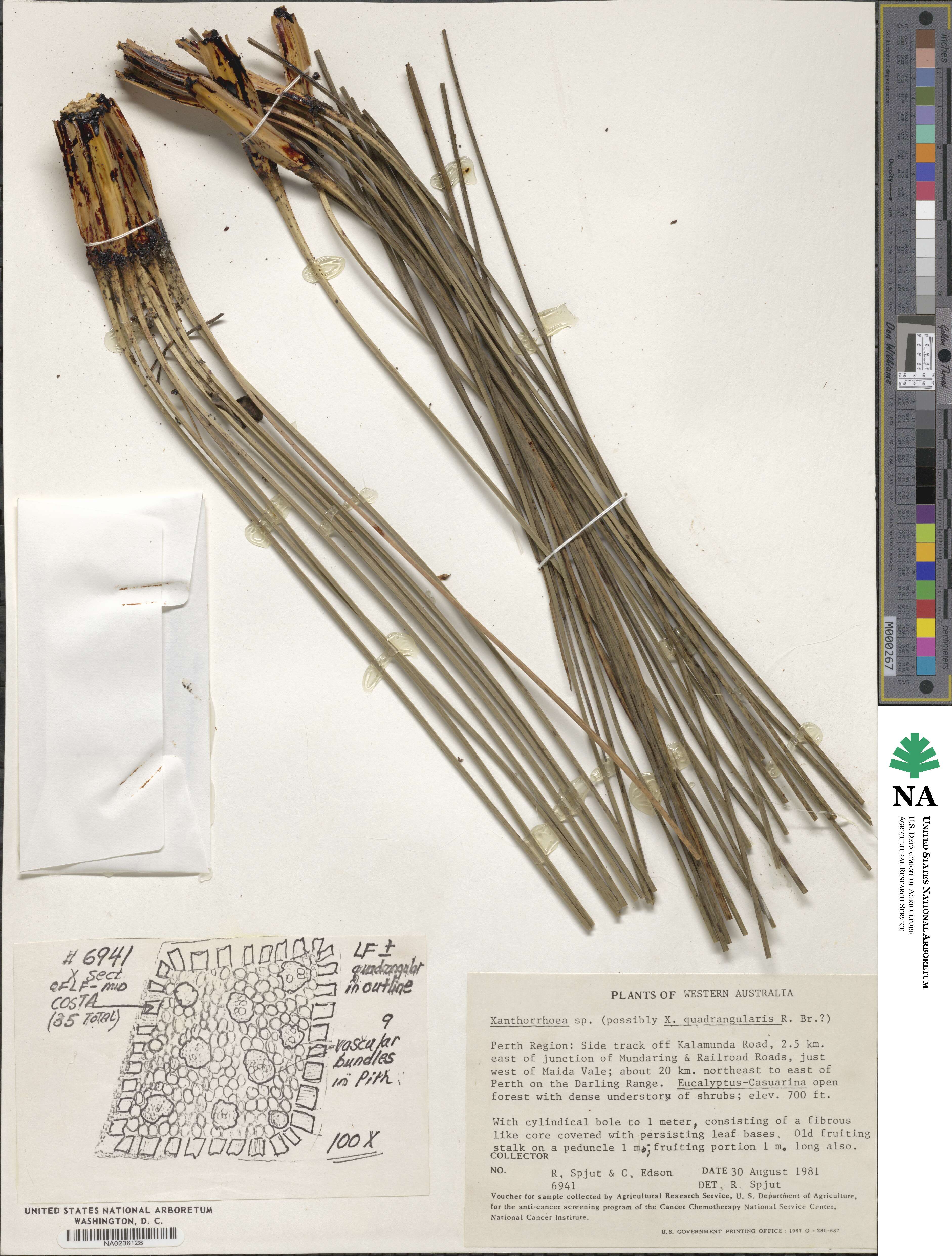 Xanthorrhoea image