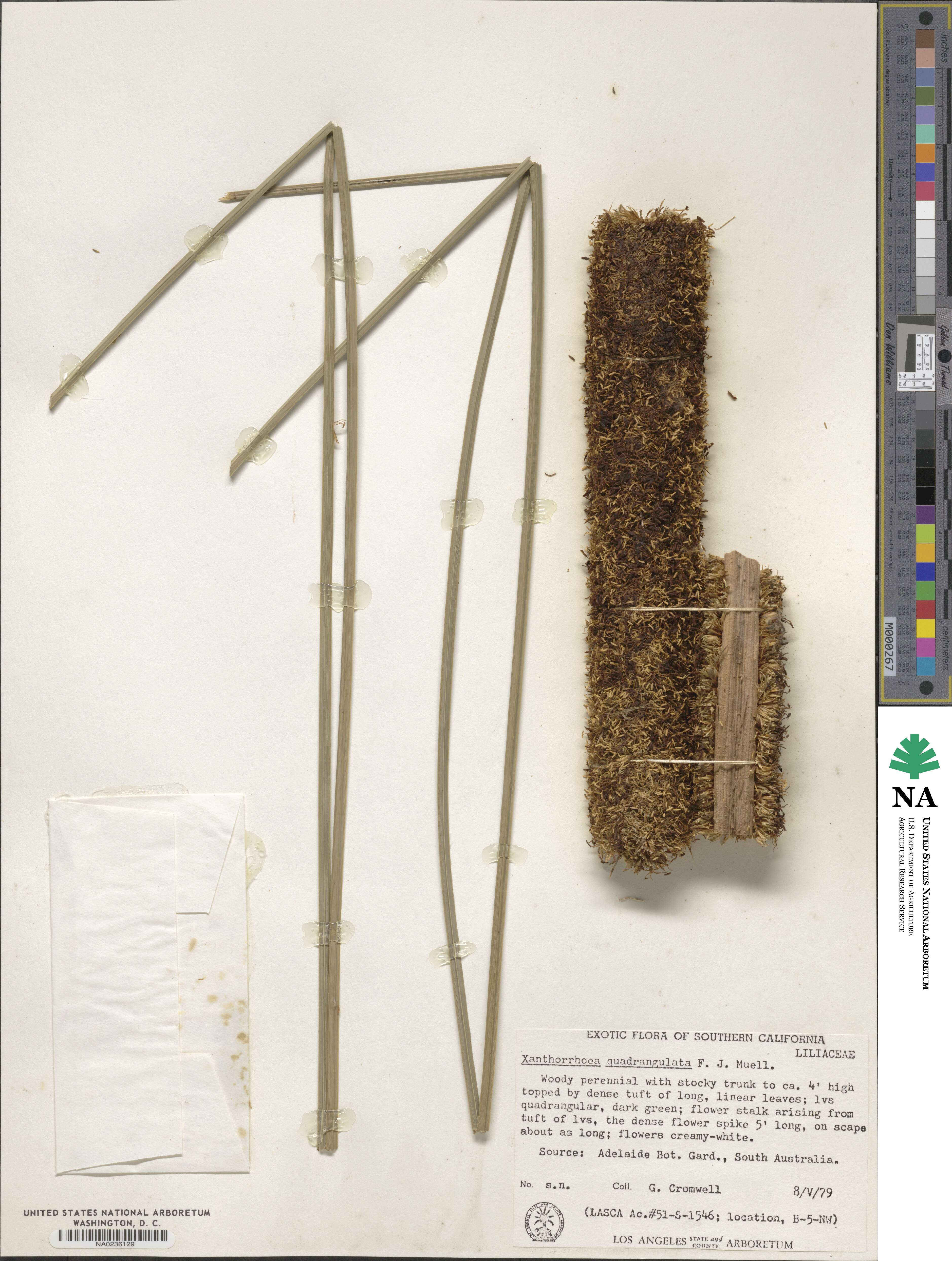 Xanthorrhoea quadrangulata image