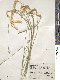 Image of Kingia australis