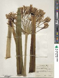 Agapanthus africanus image