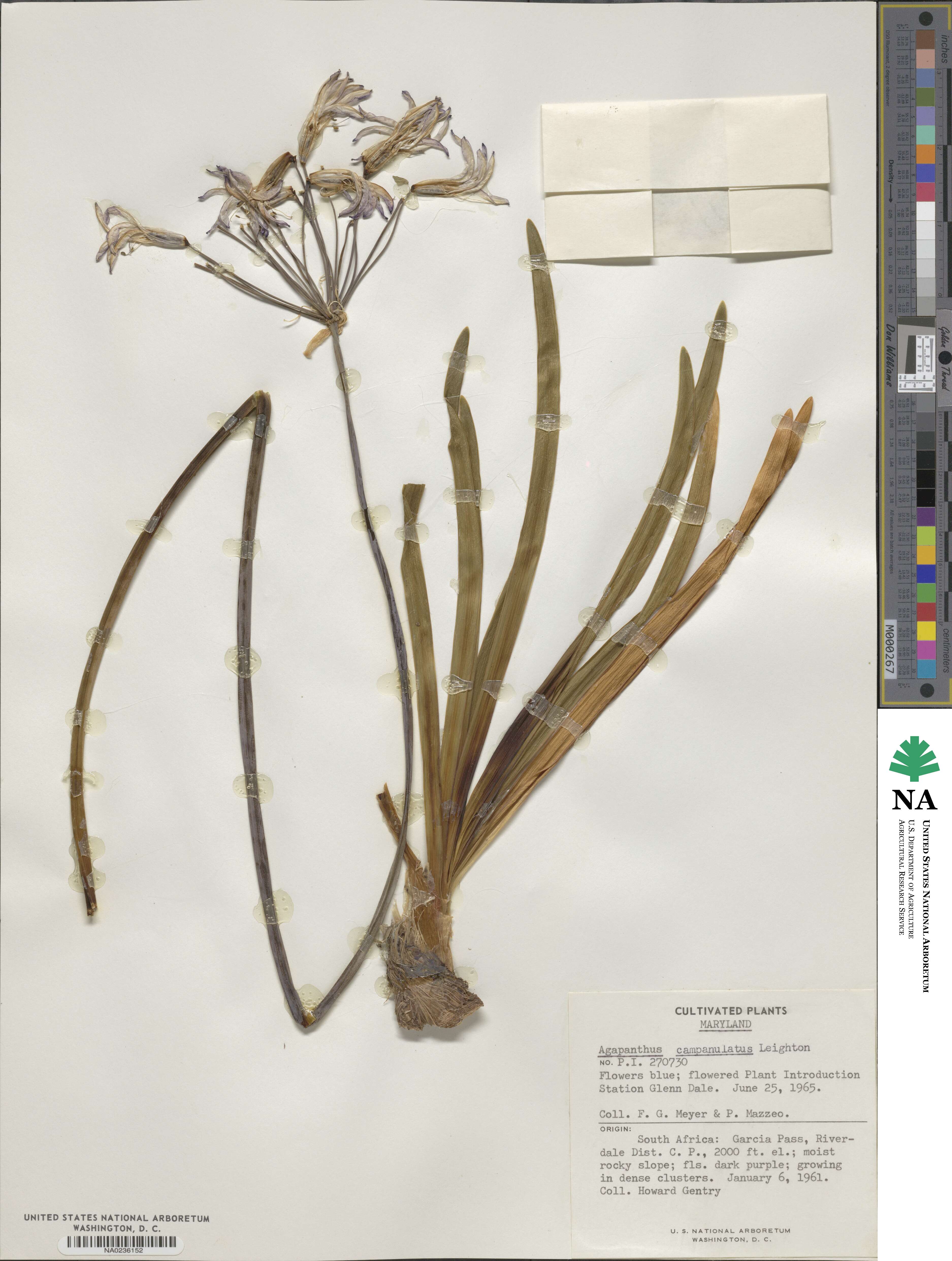 Agapanthus campanulatus image