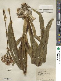 Agapanthus inapertus subsp. pendulus image