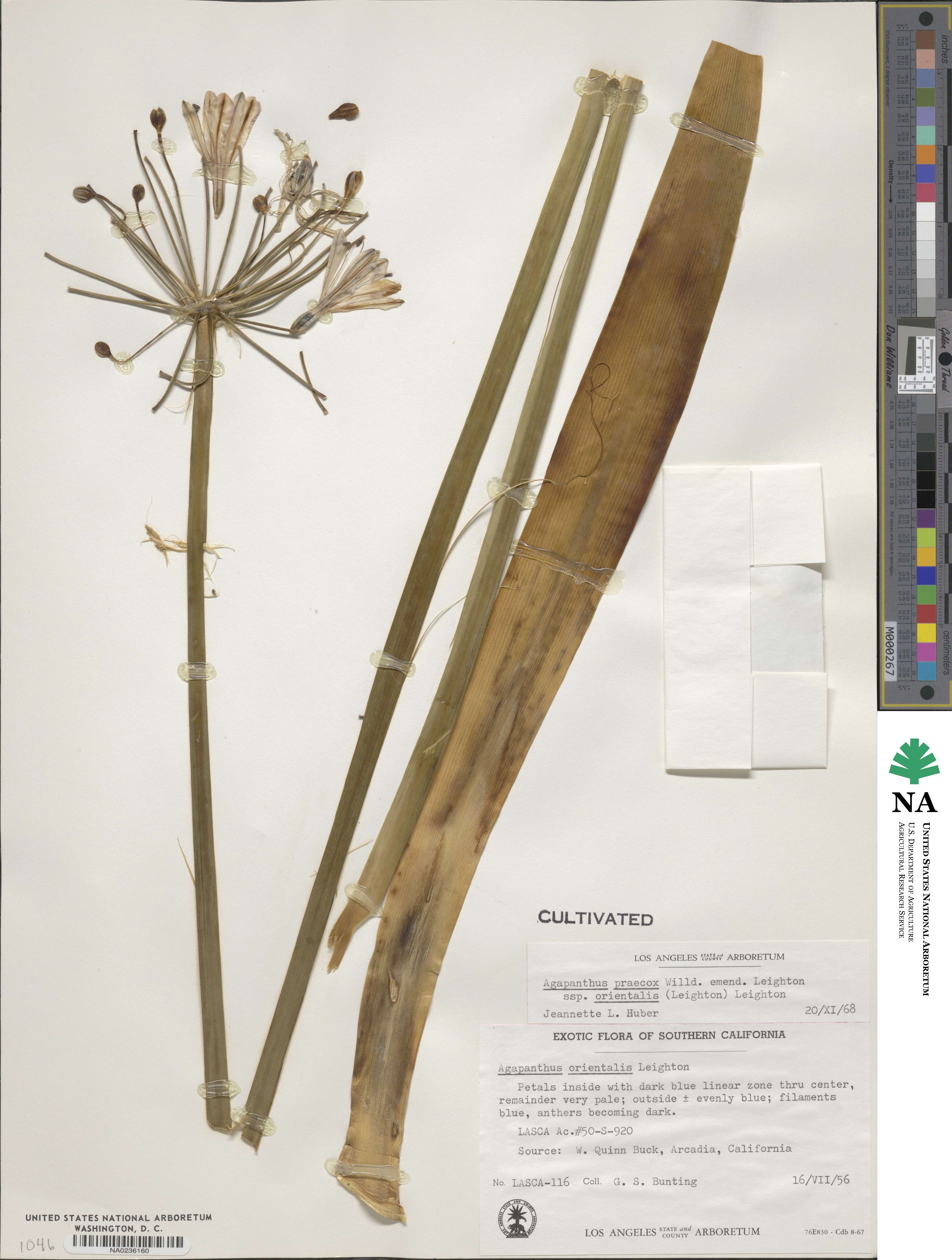 Agapanthus praecox image