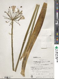 Agapanthus praecox image