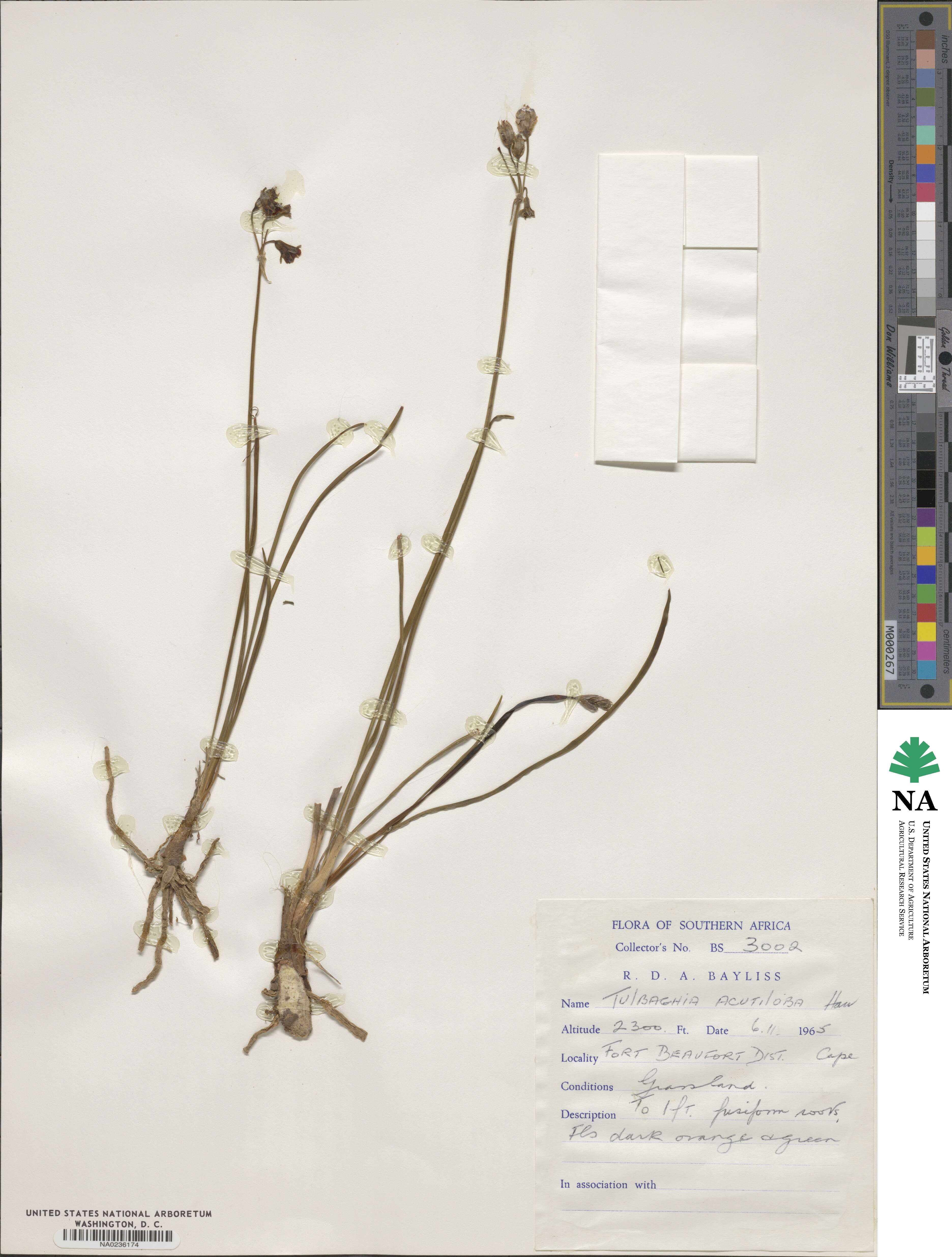 Tulbaghia acutiloba image