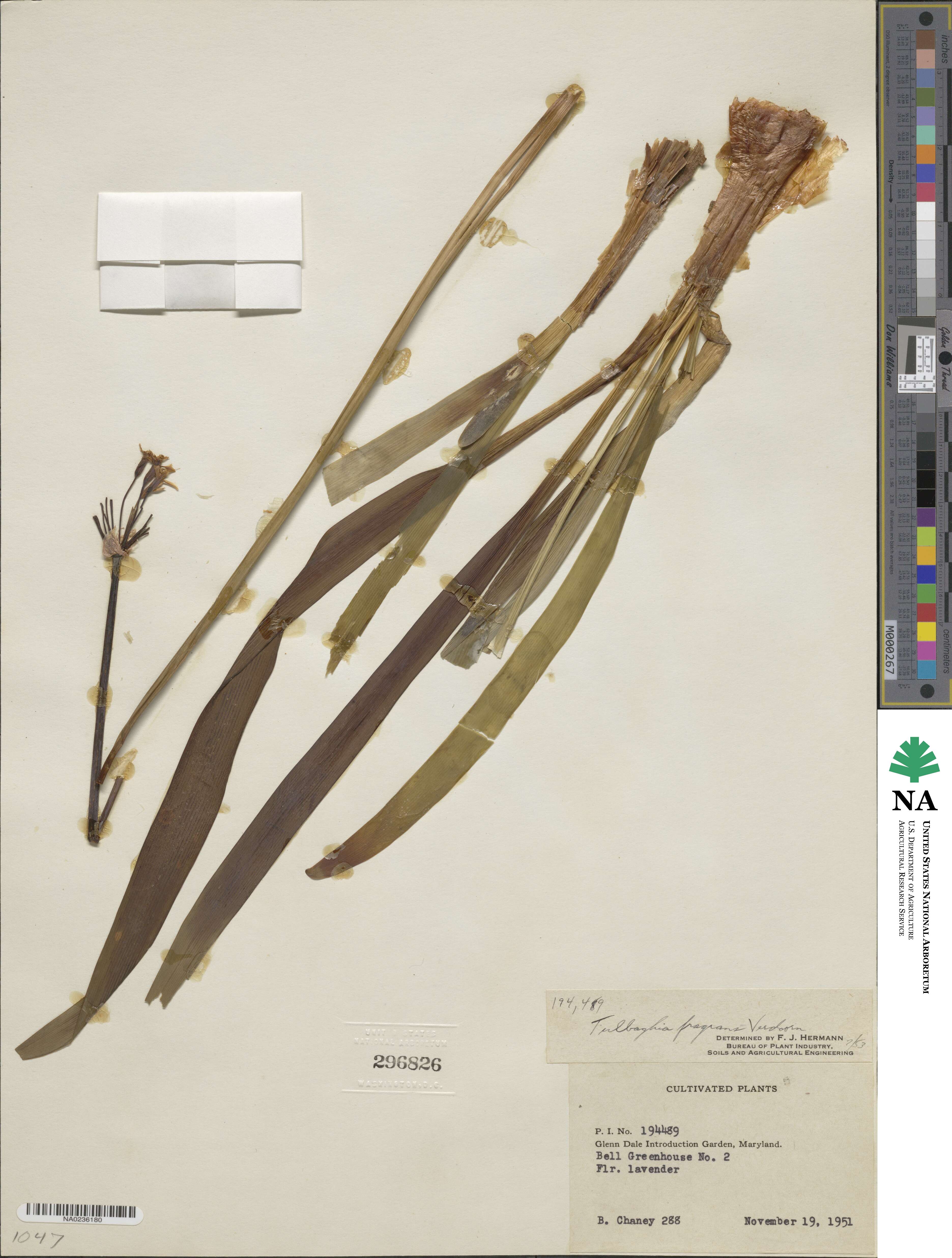 Tulbaghia simmleri image