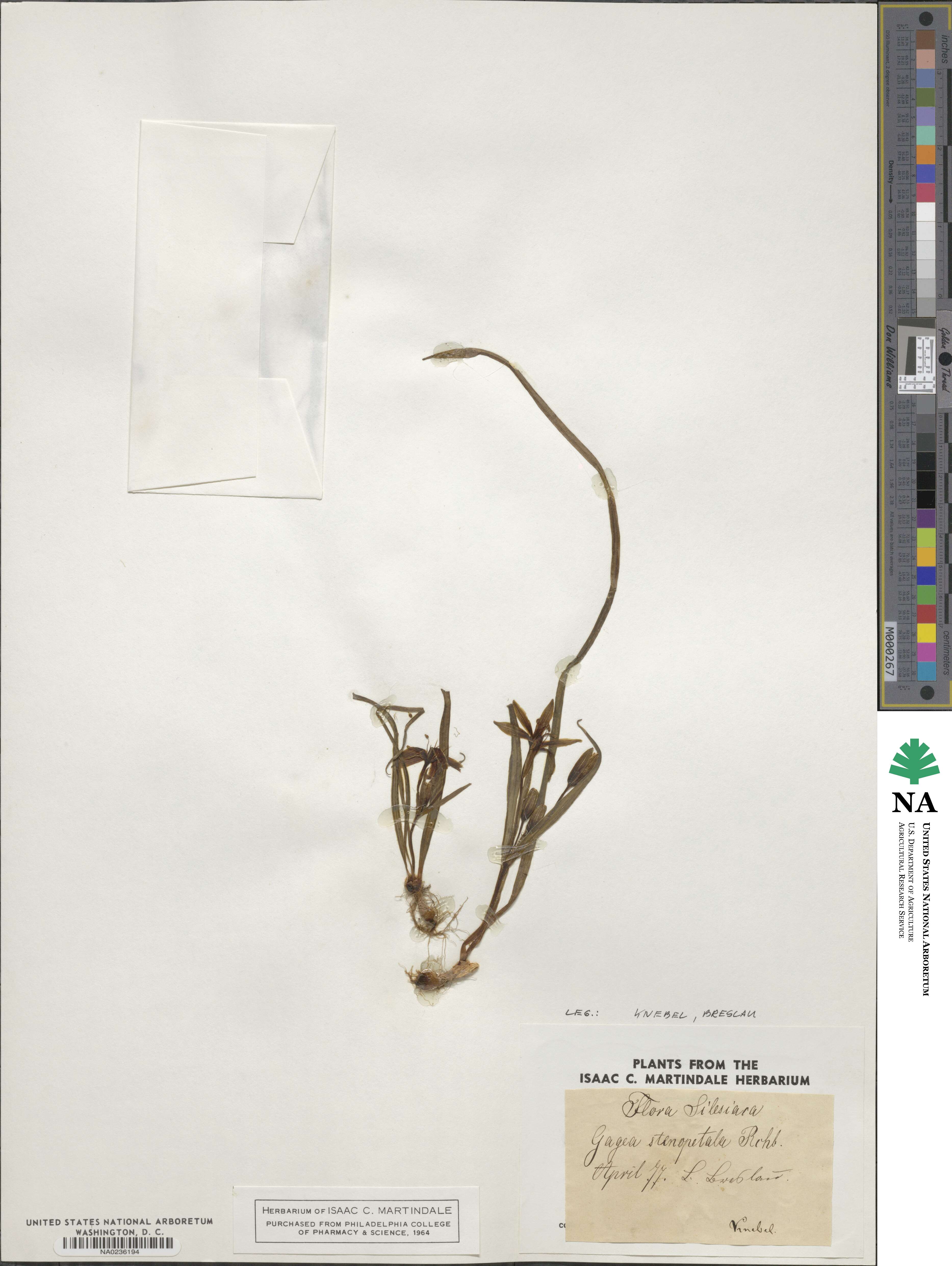 Gagea pratensis image