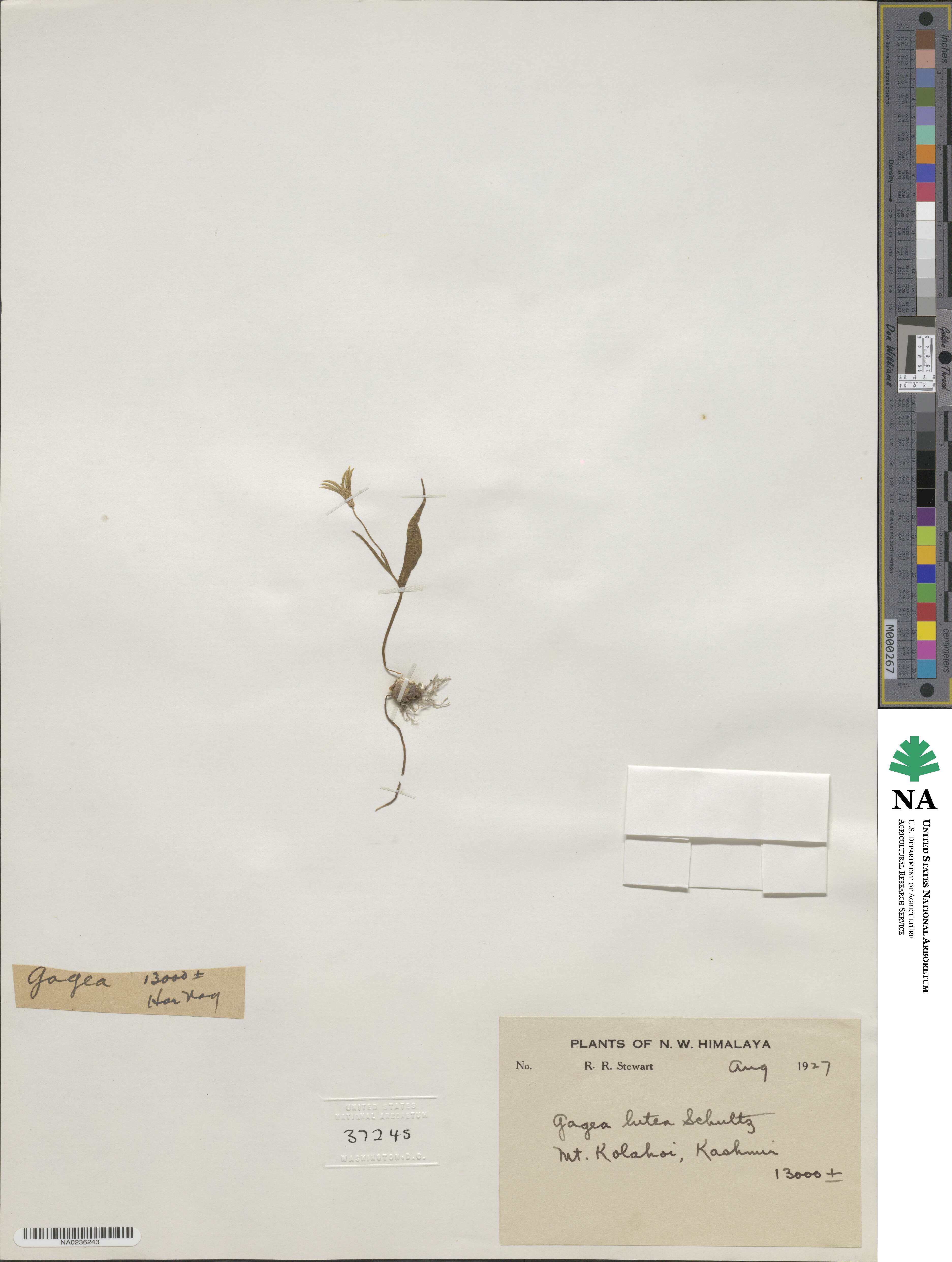 Gagea lutea image