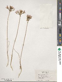 Allium acuminatum image