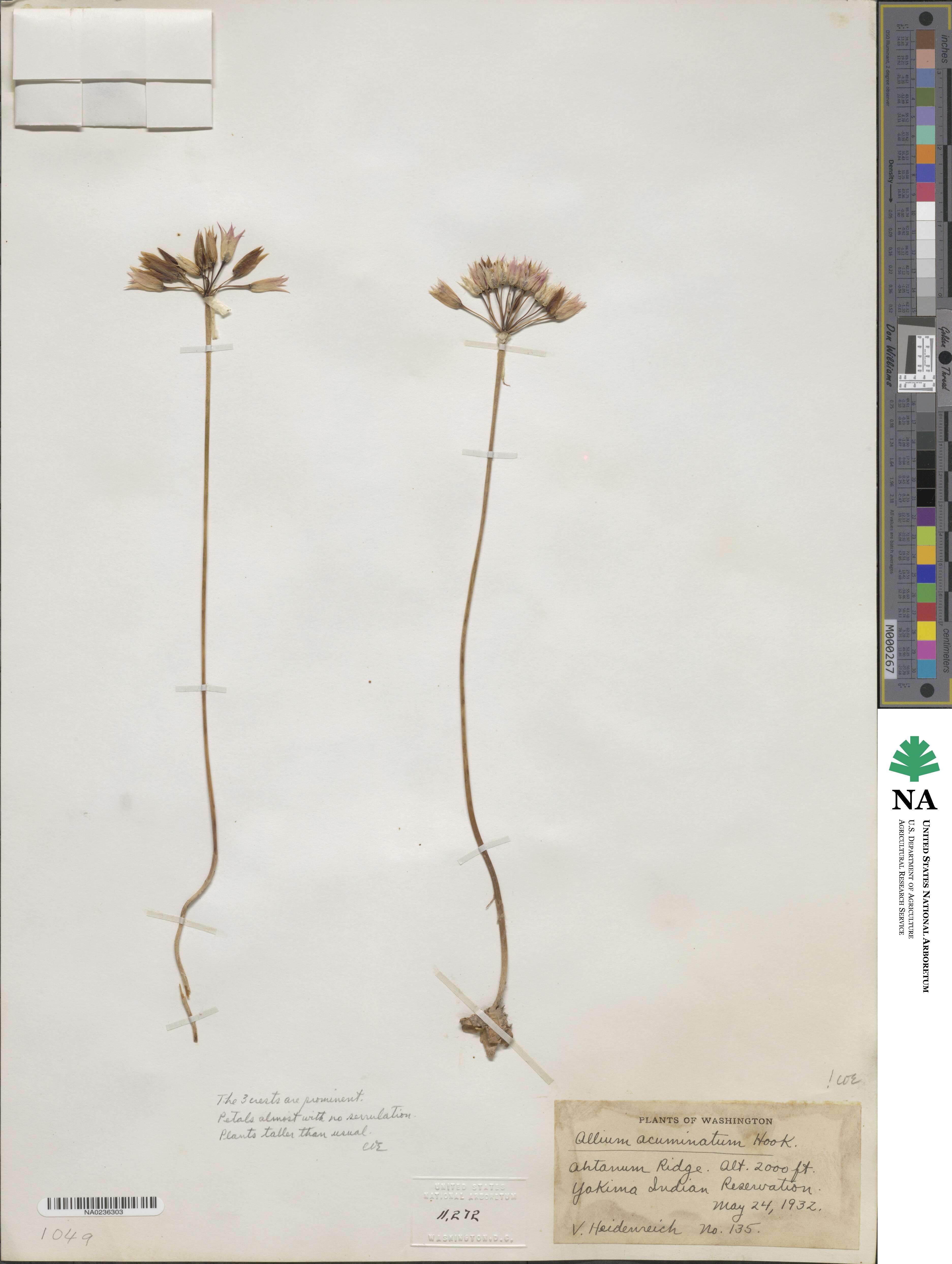 Allium acuminatum image