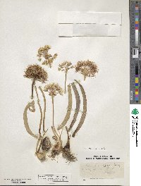 Image of Allium anceps