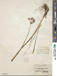 Allium brevistylum image