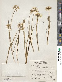 Allium campanulatum image