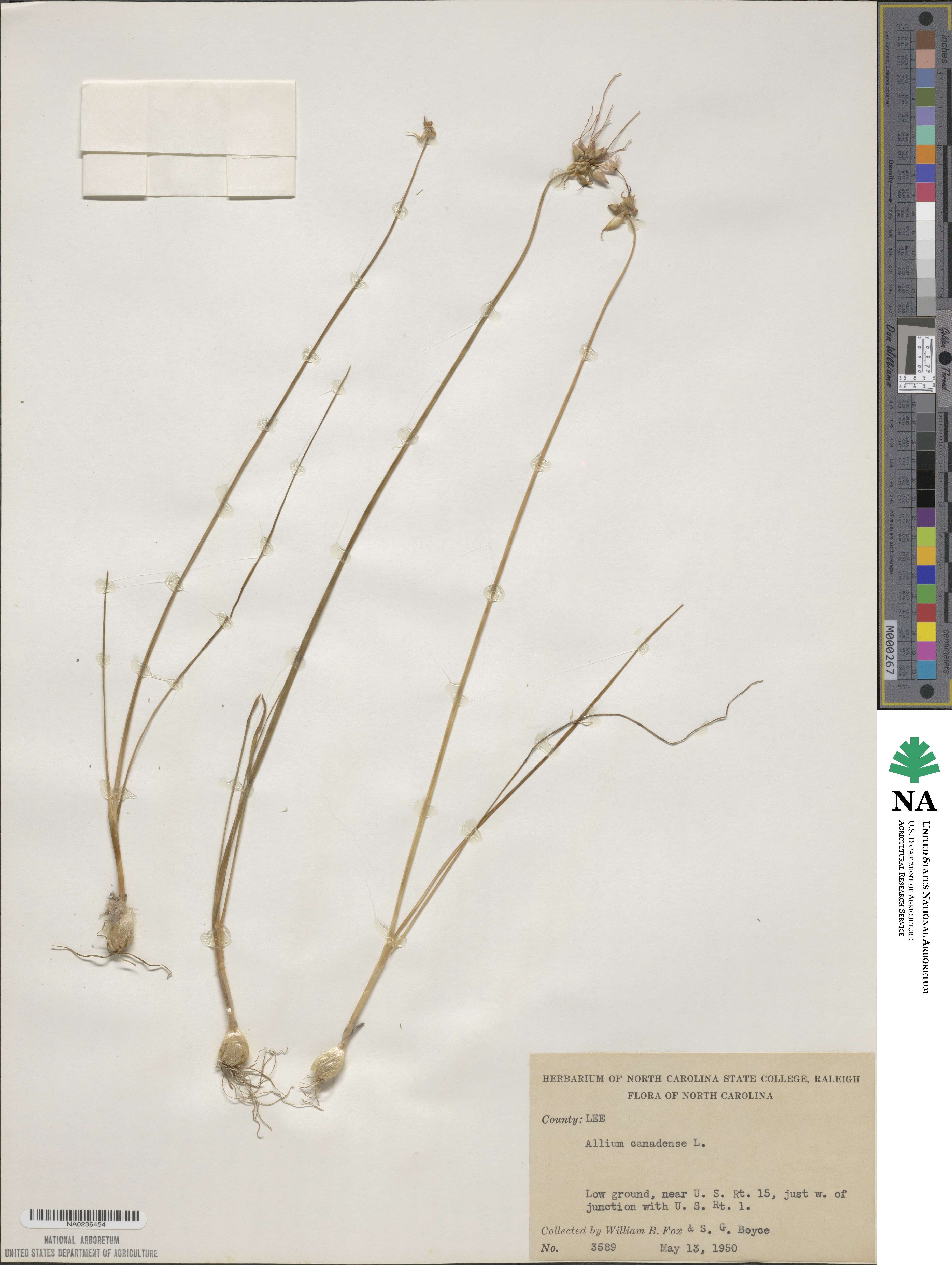 Allium image