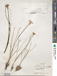 Allium canadense var. hyacinthoides image