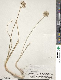 Allium cernuum image