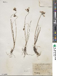 Allium cernuum image