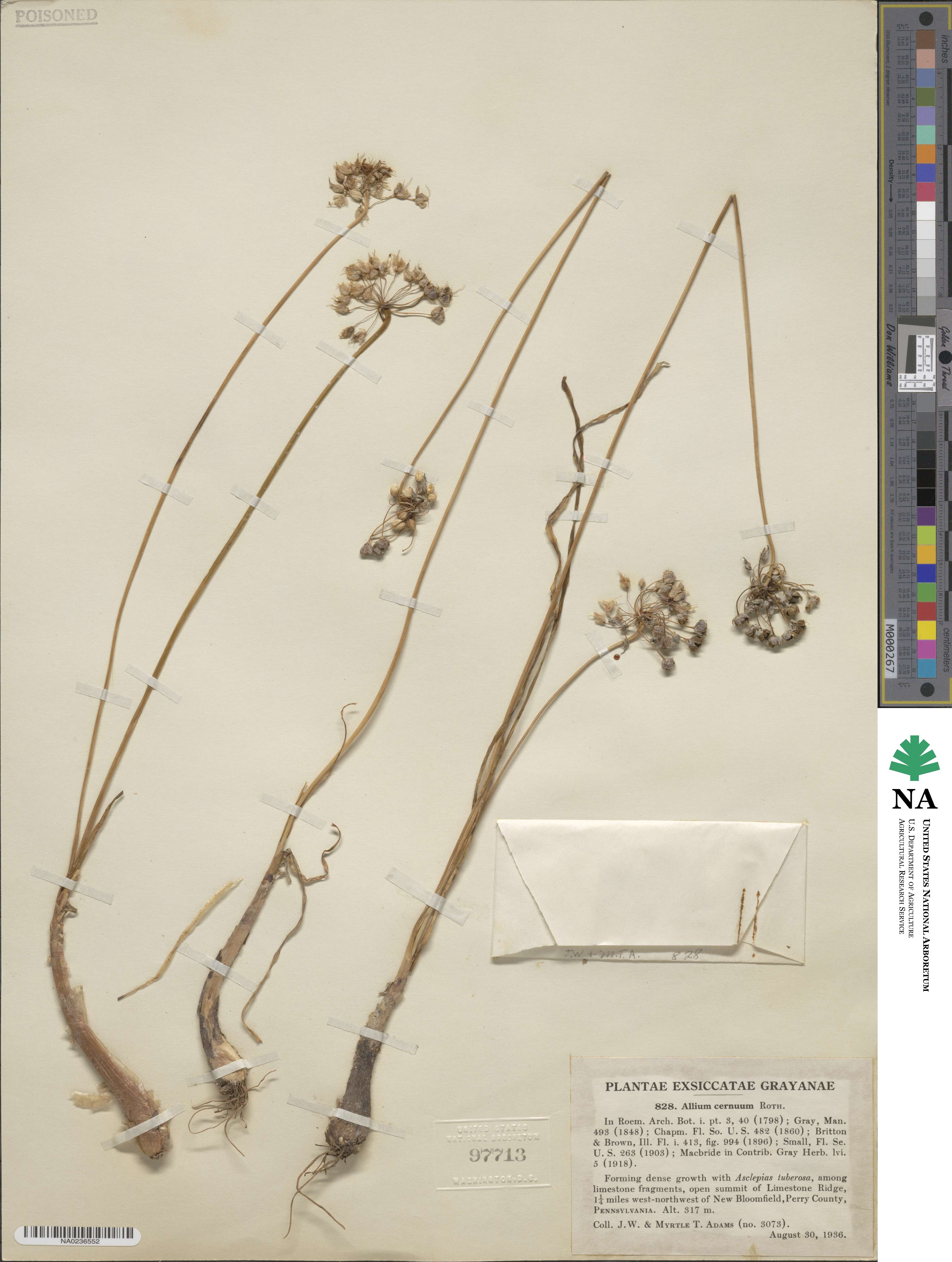 Allium cernuum image