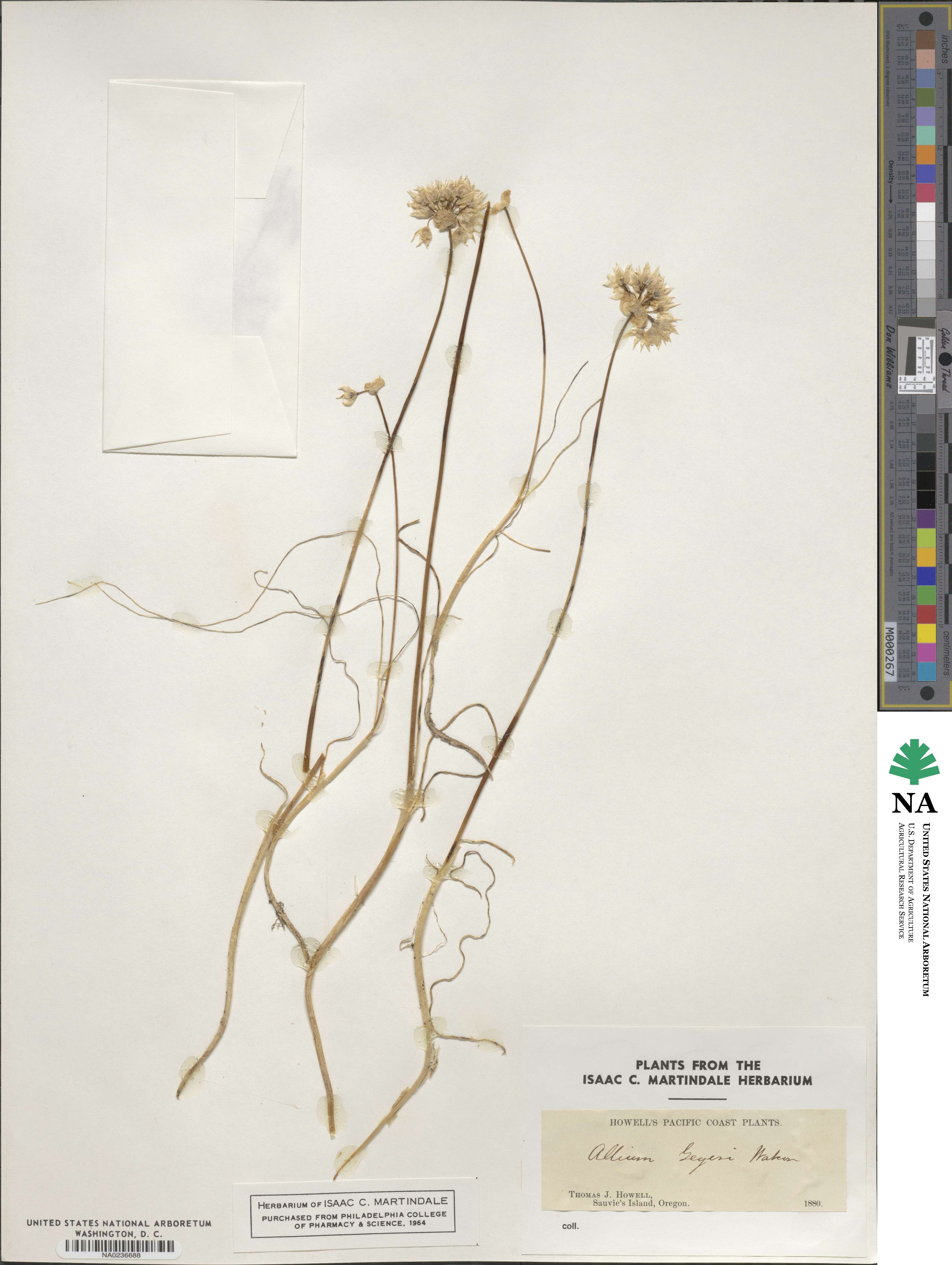 Allium geyeri image