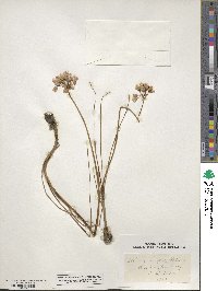 Allium geyeri image