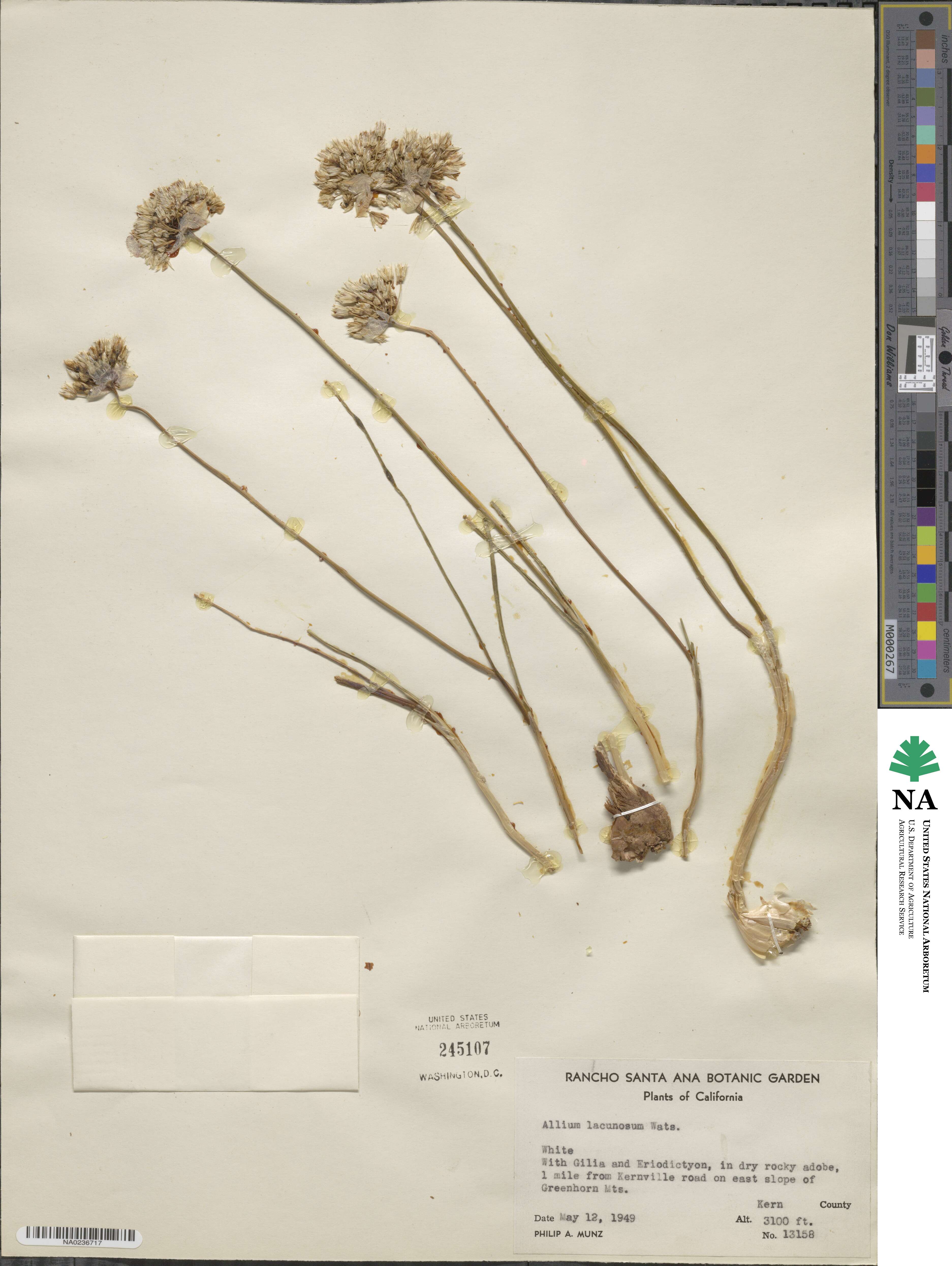 Allium lacunosum image