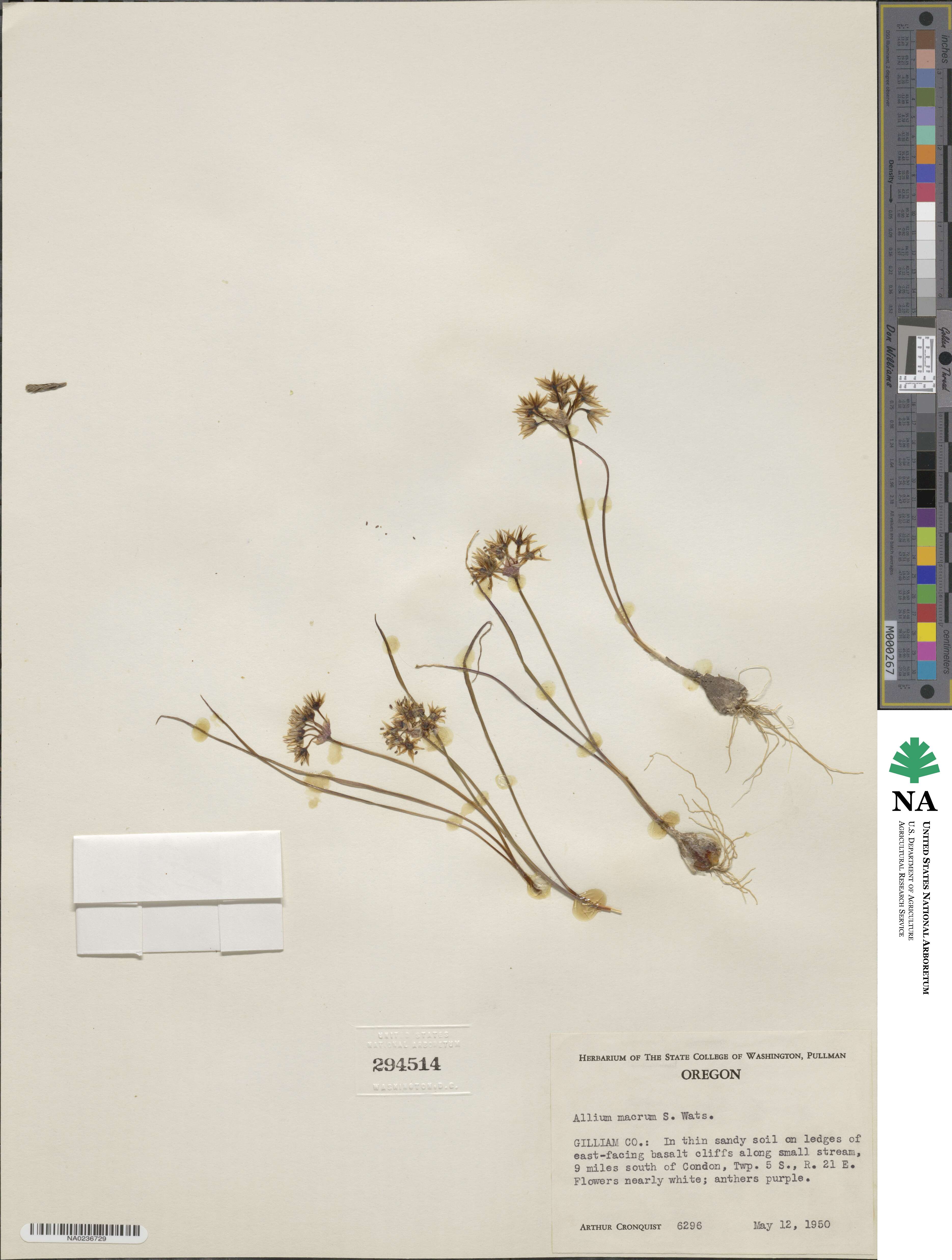 Allium macrum image