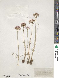 Allium canadense var. mobilense image