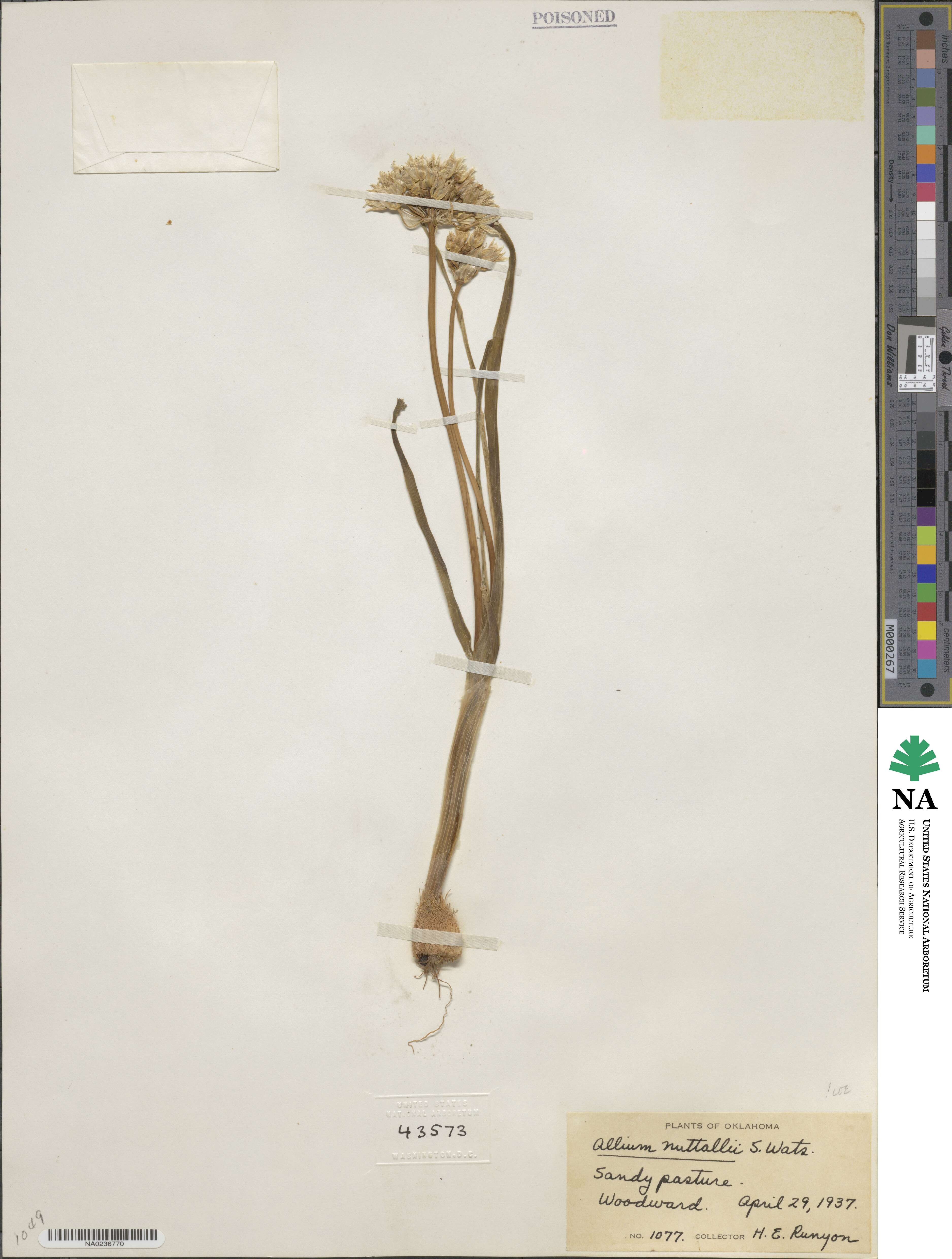 Allium drummondii image