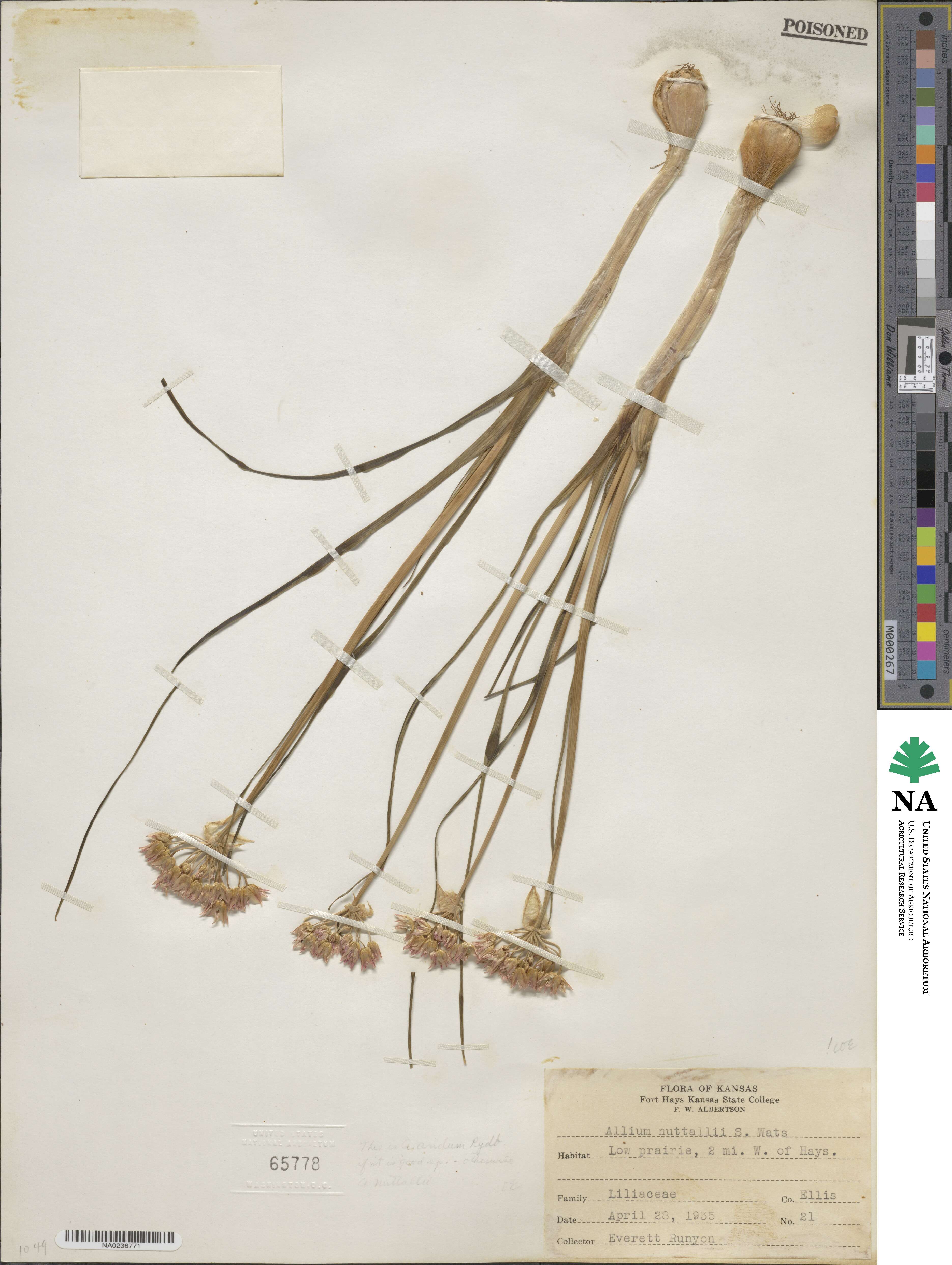 Allium drummondii image