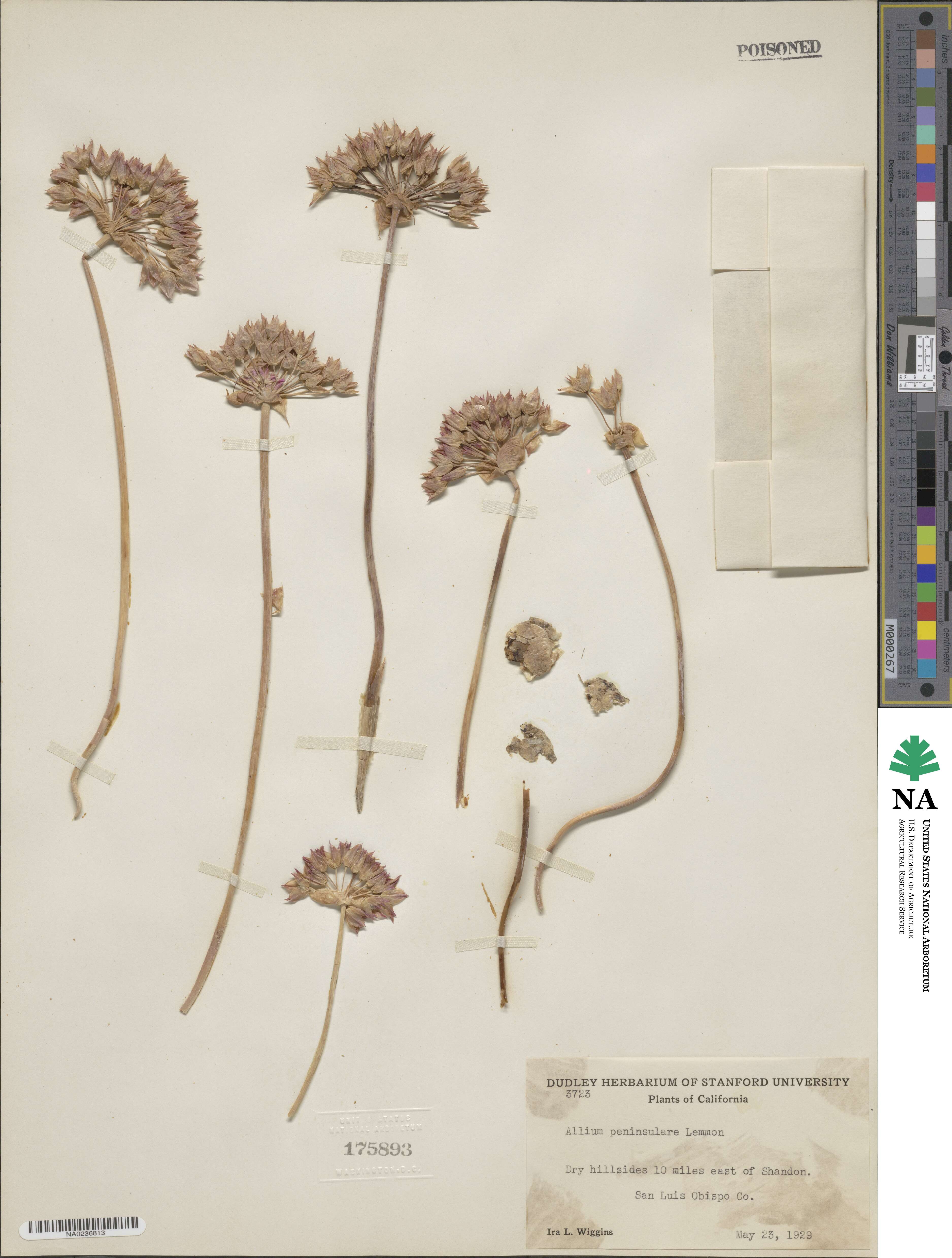 Allium peninsulare image