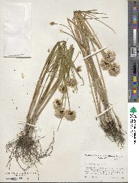 Allium schoenoprasum image