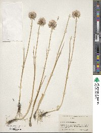 Allium schoenoprasum image