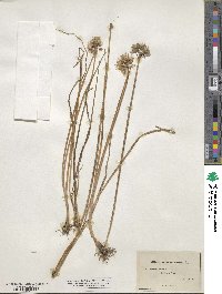 Allium schoenoprasum image