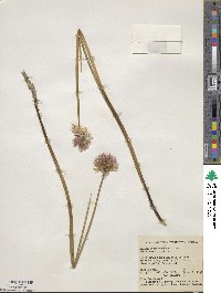 Allium schoenoprasum image